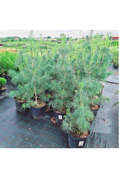 Сосна Веймутова - 10-15л/вис.90-120см/Ø40-50см